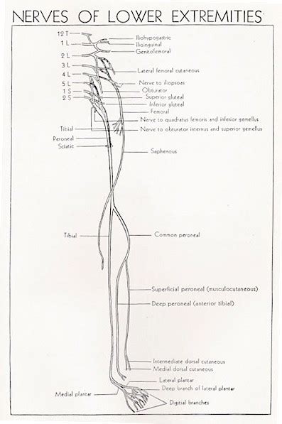 Peroneal Nerve Anatomy - Anatomical Charts & Posters