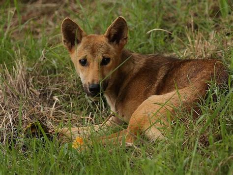 Dingo Pack Invades Brisbanes Western Suburbs The Courier Mail