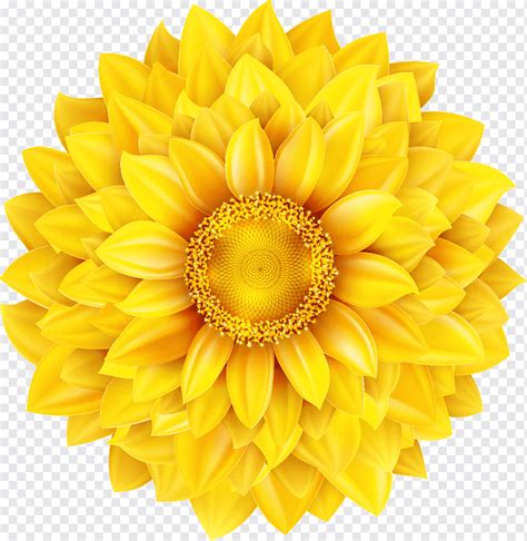 Common Sunflower Euclidean Illustration Hd Yellow Sunflowers