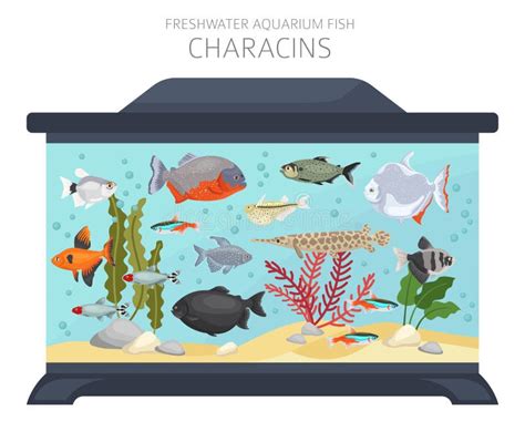 Characins Fish Freshwater Aquarium Fish Icon Set Flat Style Isolated