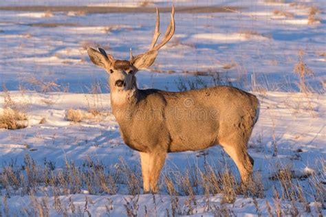 One Antlered Mule Deer Buck Wild Deer On The High Plains Of Co Stock