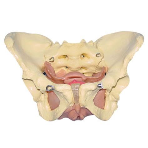 Female Pelvic, Pelvic Organs and Fascia Anatomy Model (020801) - China ...