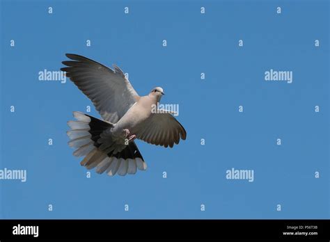 Eurasian collared dove Stock Photo - Alamy