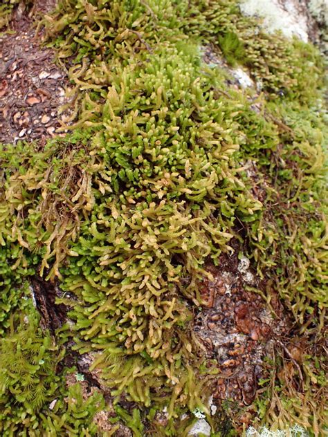 Leafy And Simple Thalloid Liverworts From Buller District West Coast