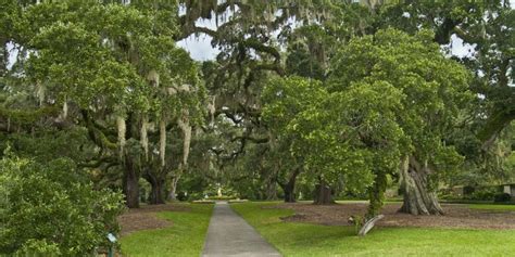 A Path In The Middle Of A Lush Green Park