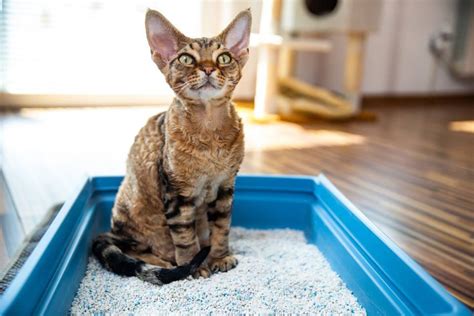 Sem Sujeira As Seis Melhores Caixas De Areia Para Gatos Metr Poles