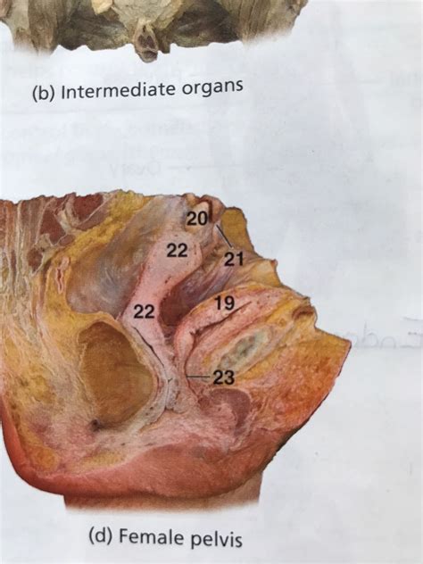 Female Pelvis Diagram Quizlet