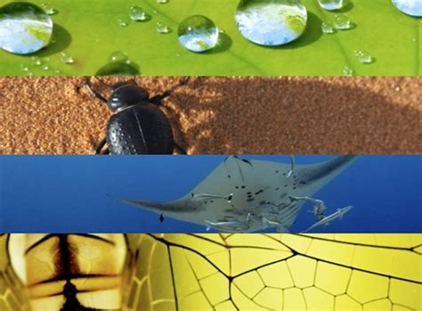 Ask Nature Using Biomimicry To Solve Design Problems