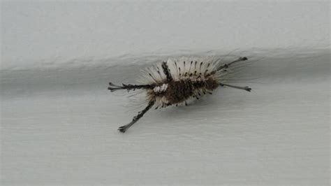 Tussock Moth Caterpillar by LaMoonstar on DeviantArt