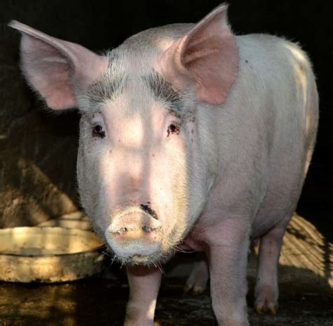 Yorkshire Pig Are These Big Friendly Pigs Right For Your Farm