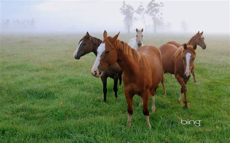 Best Of Bing Australia - Australian Landmarks & Animals Wallpaper (33726909) - Fanpop