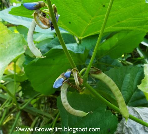 Jicama Flower