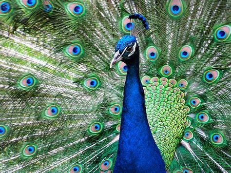 Gorgeous Peacock Photo by Dawn Visser -- National Geographic Your Shot ...