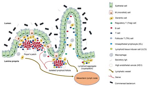 Biomedicines Free Full Text Colitis And Colorectal Carcinogenesis The Focus On Isolated