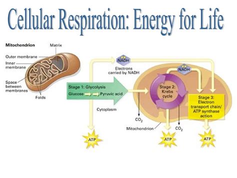 Cellular Respiration Ppt