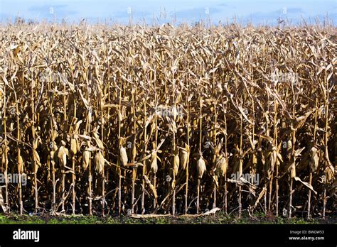 Dry Corn Stalk Stock Photos Dry Corn Stalk Stock Images Alamy