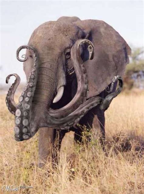 Octopus Elephant Hybrid Creature Feature Creature Design Fantasy