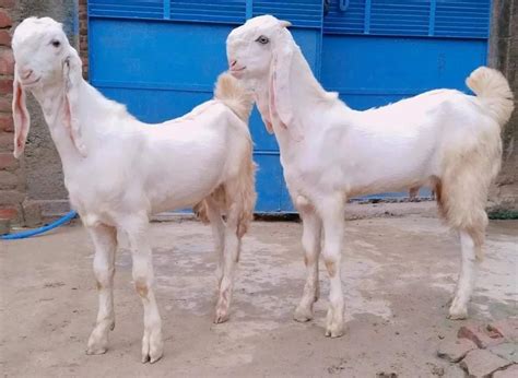 Male And Female 5 To 7 Months Sojat Goat 25 To 30 Kg At Rs 310 Kg In