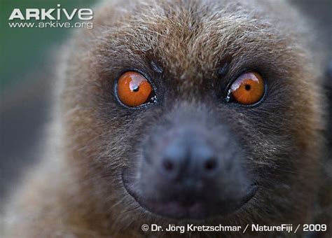 Fijian Monkey Faced Bat Portrait © Dr Jörg Kretzschmar Naturefiji