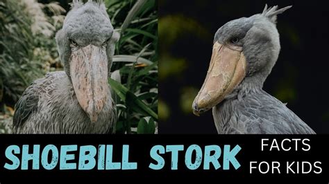 Shoebill Stork Facts For Kids Youtube