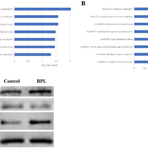 Kegg Pathway Enrichment Analysis Of Differentially Expressed Proteins Download Scientific