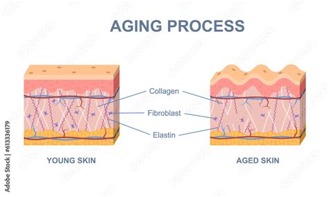 Skin aging process Stock Vector | Adobe Stock