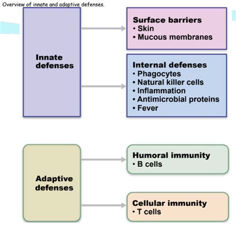 Immunology Quiz 2 Overview Of Immune System Flashcards Quizlet