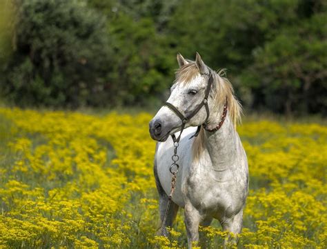 What Is the Spiritual Meaning of a White Horse? (Death?)