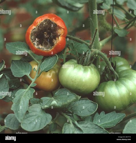 Blossom End Rot A Calcium Deficiency Symptom On Tomato Fruit Stock