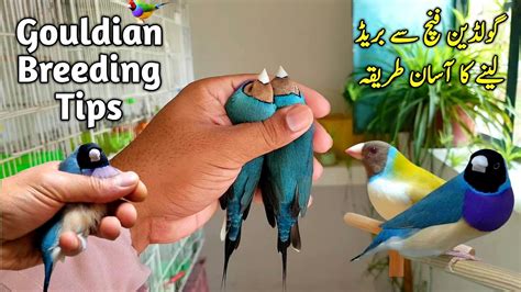 Gouldian Finch Se Breed Lene Ka Best Tarika Lady Gouldian Finch