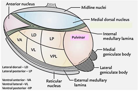 Thalamus Anatomy Qa