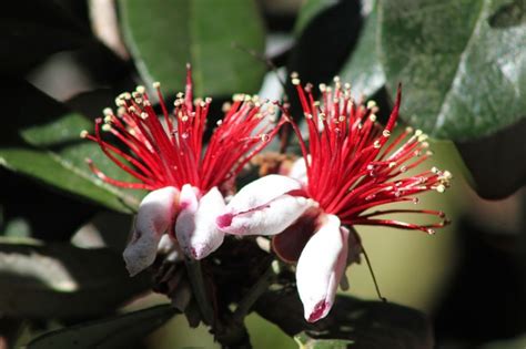 Feijoa Pianta Tutti I Segreti Per Coltivarla Al Meglio In Terra E In Vaso