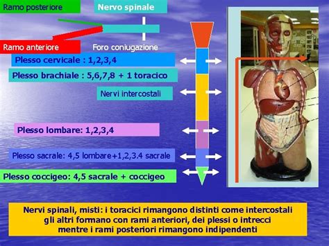 Sistema Nervoso Periferico Struttura Nervi Spinali Plessi Nervi