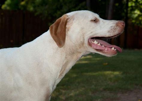 Adopt Baxter On Petfinder Pointer Dog Labrador Retriever Adoption