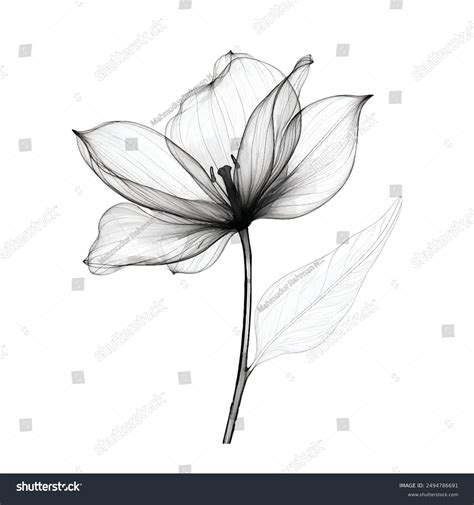 Flower Outlined Floral Illustration Flower Drawing Stock Vector