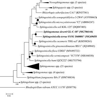 Maximum Likelihood Phylogenetic Tree Based On 16S RRNA Gene Sequences