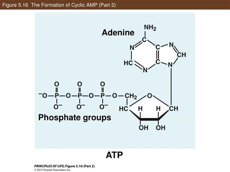 Ppt Figure 51 Membrane Molecular Structure Powerpoint Presentation