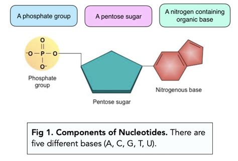 Structure Of Nucleotides A Level Biology Study Mind