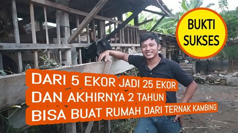 Ekor Ternak Kambing Bisa Jadi Ekor Hasilnya Berhasil Membuat Rumah