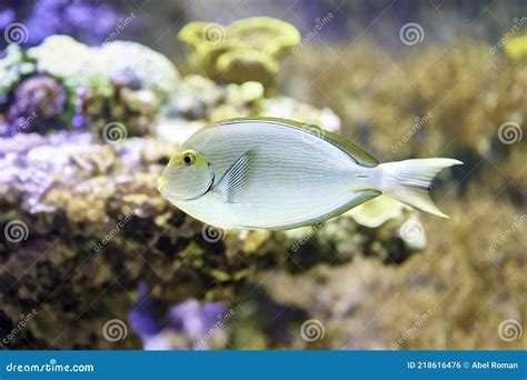 Elongate Surgeonfish Acanthurus Mata Is A Marine Surgeonfish In The