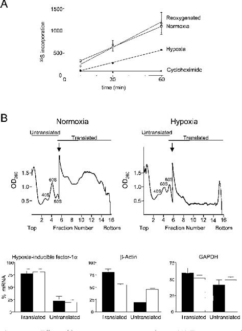 Figure 2 From Hypoxia Inducible Factor 1 Cid 1 MRNA Contains An