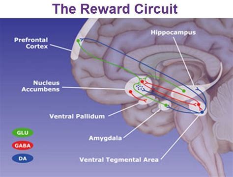 Quest Ce Que Le Nucleus Noyau Accumbens Et Quel Est Son Rôle