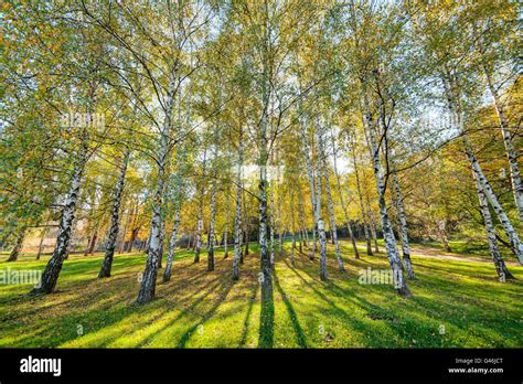 Park With Silver Birch Trees Stock Photo Alamy