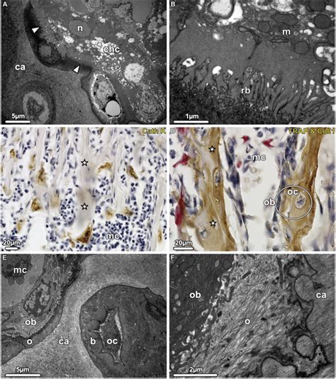 Snapshot Of The Dynamic Processes In Early Endochondral Bone Formation