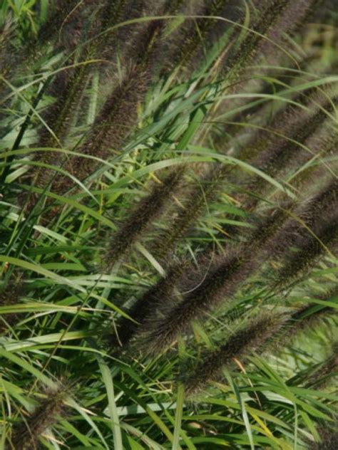 Pennisetum Alopecuroides Black Beauty Bloemenpark Appeltern