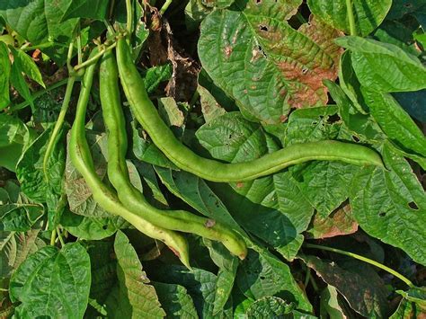 Frijoles Phaseolus Vulgaris