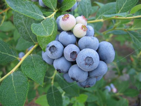 The Nc Blueberry Journal Blueberry Cultivar Legacy