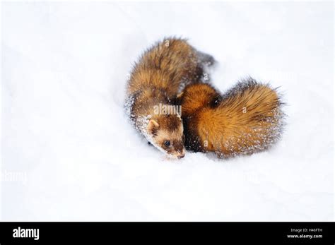 European Polecats Mustela Putorius Snow Front View Standing Stock