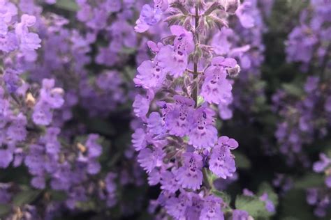 The Ultimate Guide To Planting Growing And Caring For Russian Sage