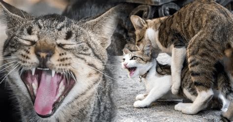 Por qué las gatas gritan tanto cuando se aparean AQUÍ la explicación